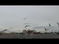 Feeding Ring Billed Gulls And Herring Gulls