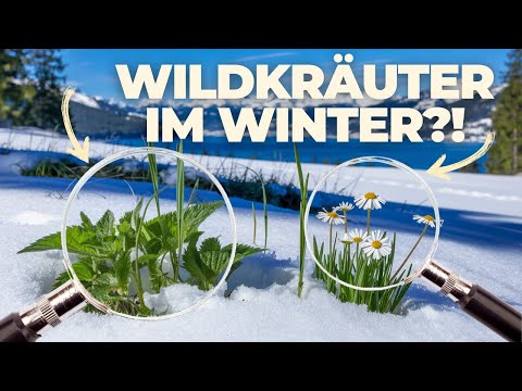Dr. Switzer: Wildkräuter im Winter - Heilsame Anwendungen von Brennnessel bis Vogelmiere