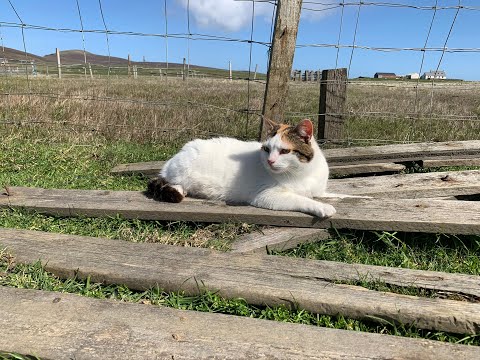 Fair Isle through a lens - Episode 16