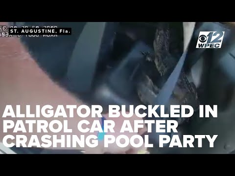 Alligator buckled in patrol car after crashing Florida pool party