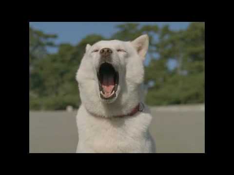 白戸家「龍馬かぶれ」篇 フォトビジョン CM（2009年）