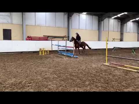 gelding Edelmann 4 y old by Prince Patmos