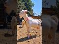 Dumba Bakra Bado Badi ️ Bakraeid Bakraeid2025 Bakraeidspecial Bakra Goats Trending Biggoats