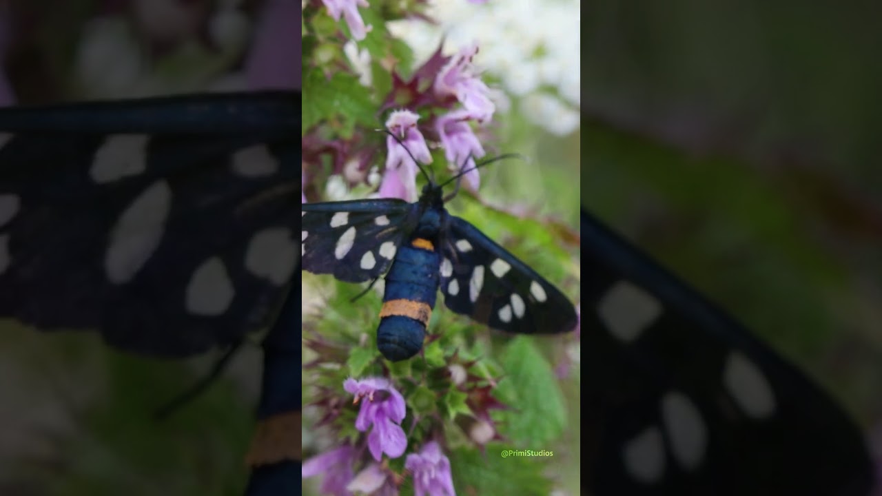 Nine-spotted moth biology: Syntomis phegea nectar feeding