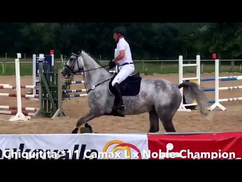 Chiquitita, *11 v. Camax L x Noble Champion