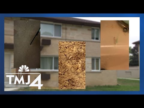 Conflicting reports about maggot infestation in apartments