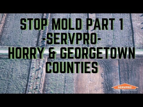 Stop Mold Part 1 | SERVPRO | Horry & Georgetown Counties