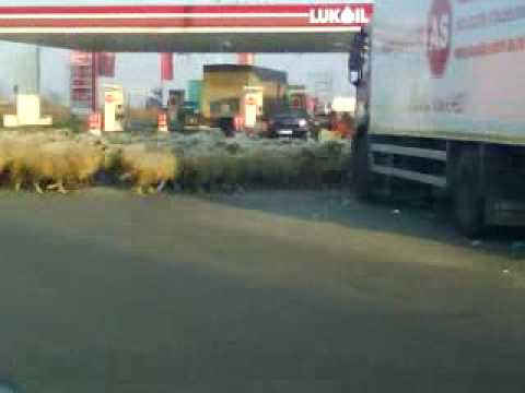 cu oile prin sens-by neamtzu