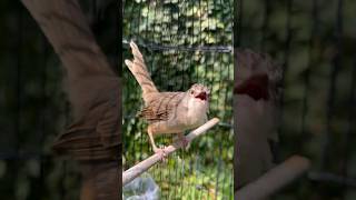 Download lagu Pancingan ciblek gunung nrecep gacor dikasih voer ciblek gacormaxx mp3 Download lagu Pancingan ciblek gunung nrecep gacor dikasih voer ciblek gacormaxx mp3