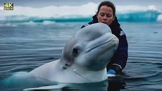 Epic Arctic Rescue: Polar Bears &amp; Beluga WhalesSaved Under Northern Lights! @hiddenheartstories