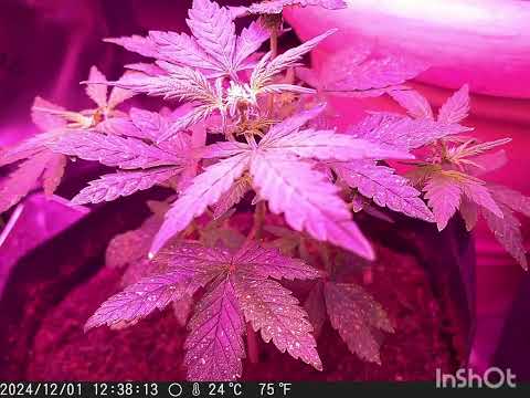 amnesia haze timelapse