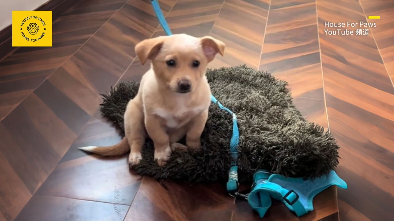 The Stray Puppy Brought Home Was Chased Away by the Pet Dog, Desperately Trying to Please to Stay