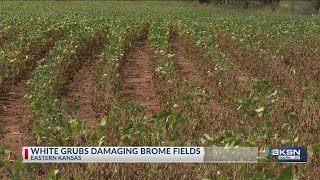 White grubs destroying eastern Kansas fields