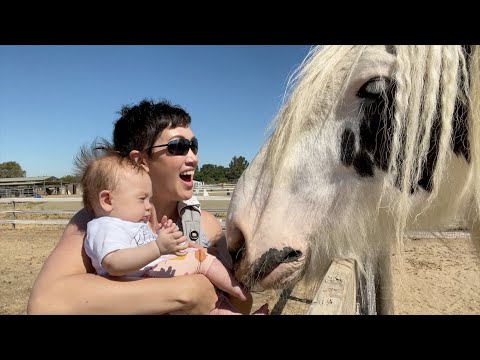 My baby meets my draft horse!