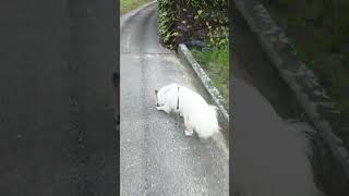 刈り取り後の田んぼ #いぬ #いぬとの暮らし  #保護犬 #いぬのいる生活  #かわいい犬