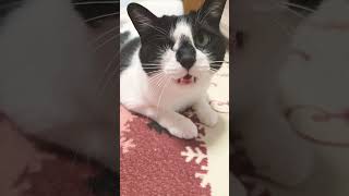 保護猫 #cat #ねこのいる暮らし #かわいい #ねこ動画