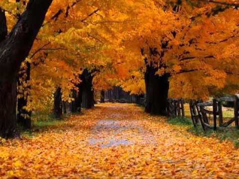 Yavuz Bingöl - El Gibi