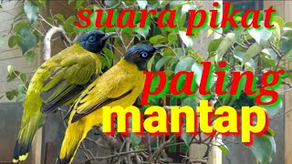 Download lagu suara pikat kutilang sutra | kutilang sutra gacor mp3 Download lagu suara pikat kutilang sutra | kutilang sutra gacor mp3