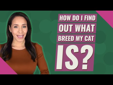How do I find out what breed my cat is?
