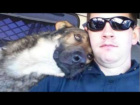 Quand votre chien n'est pas seulement un animal de compagnie mais un membre de la famille