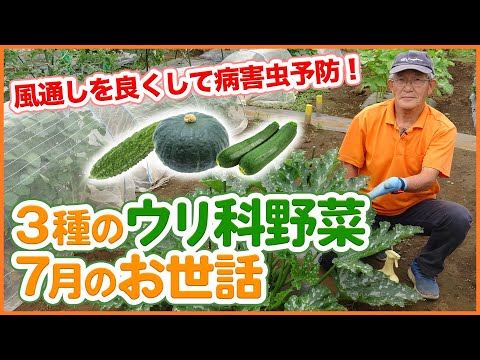ズッキーニ:グッドネイバーとは何ですか? 植物