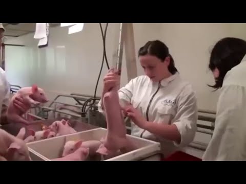 New Technology Farming Machine, Amazing Farming Machine