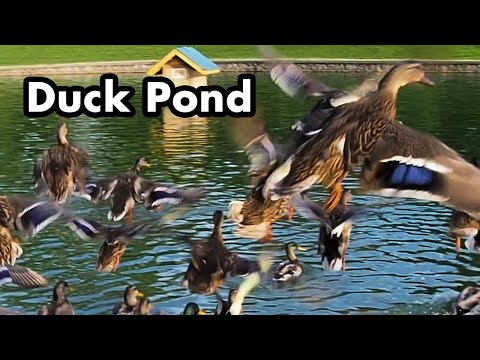 Duck Feeding At The Pond - Ducks Jumping Into Water - Duck Sounds