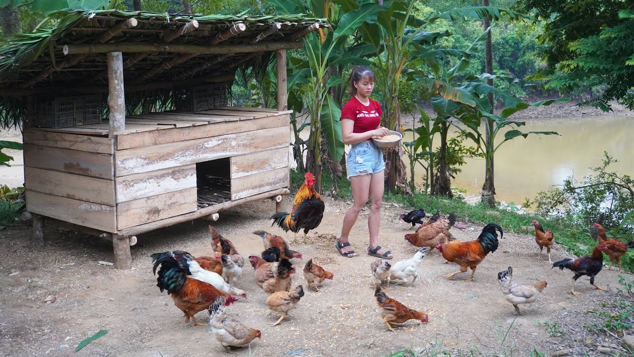 How To Build Chicken Coop, Chicken Farming – Farm Building / Free Bushcraft Ep.86