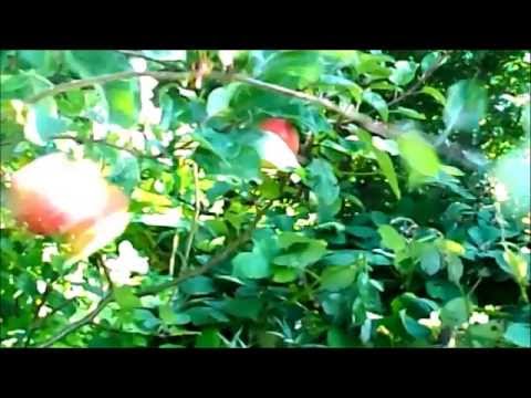æble nedskydning med bue og pil
