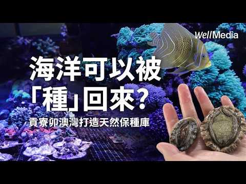 海洋可以被「種」回來？貢寮卯澳灣 海洋養殖代替捕撈 復育行動打造「天然保種庫」【WellTalk】