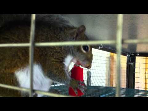 download lagu mp3 mp4 Can Turtles Eat Spicy Peppers, download lagu Can Turtles Eat Spicy Peppers gratis, unduh video klip Can Turtles Eat Spicy Peppers