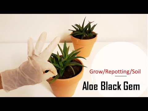 Aloe Black Gem/Aloe Vera Repotting::soil/separate tip
