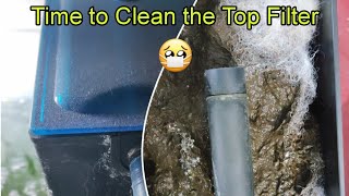 How to Clean Aquarium Top Filter | Aquarium Filter Cleaning