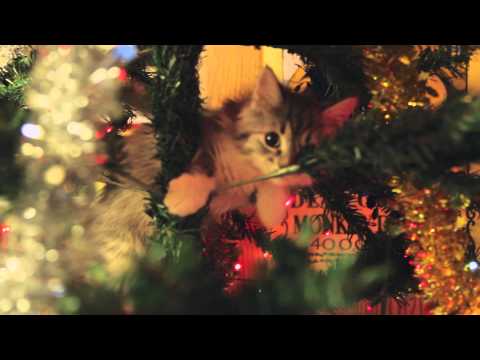 Kitten climbing the Christmas Tree