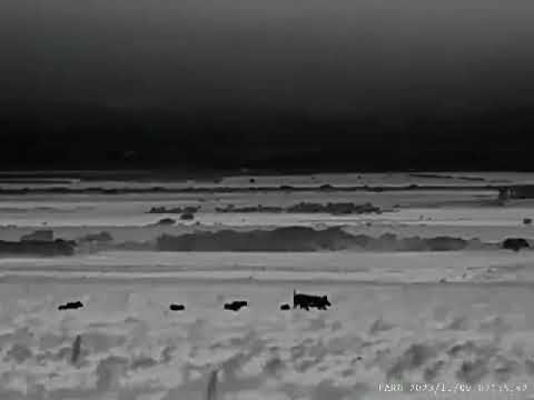 Caza de jabalíes en Cerro el Morro . San luis . Al rececho en un rastrojo . 🐗🐗