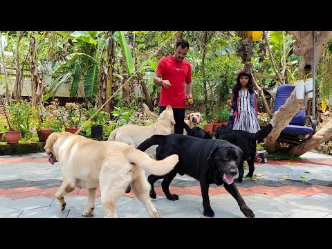 Jobin Labrador Kennel|Heavy Head Type Labrador Dogs|Dogs Malayalam|Puppy sale Kerala|Syams Vlog