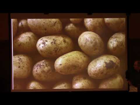 What Really Caused the Irish Potato Famine