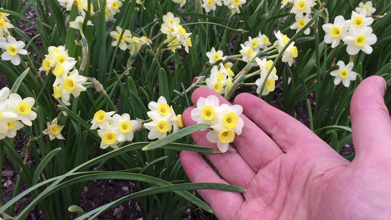 Minnow Daffodils | Bulbs in Bloom