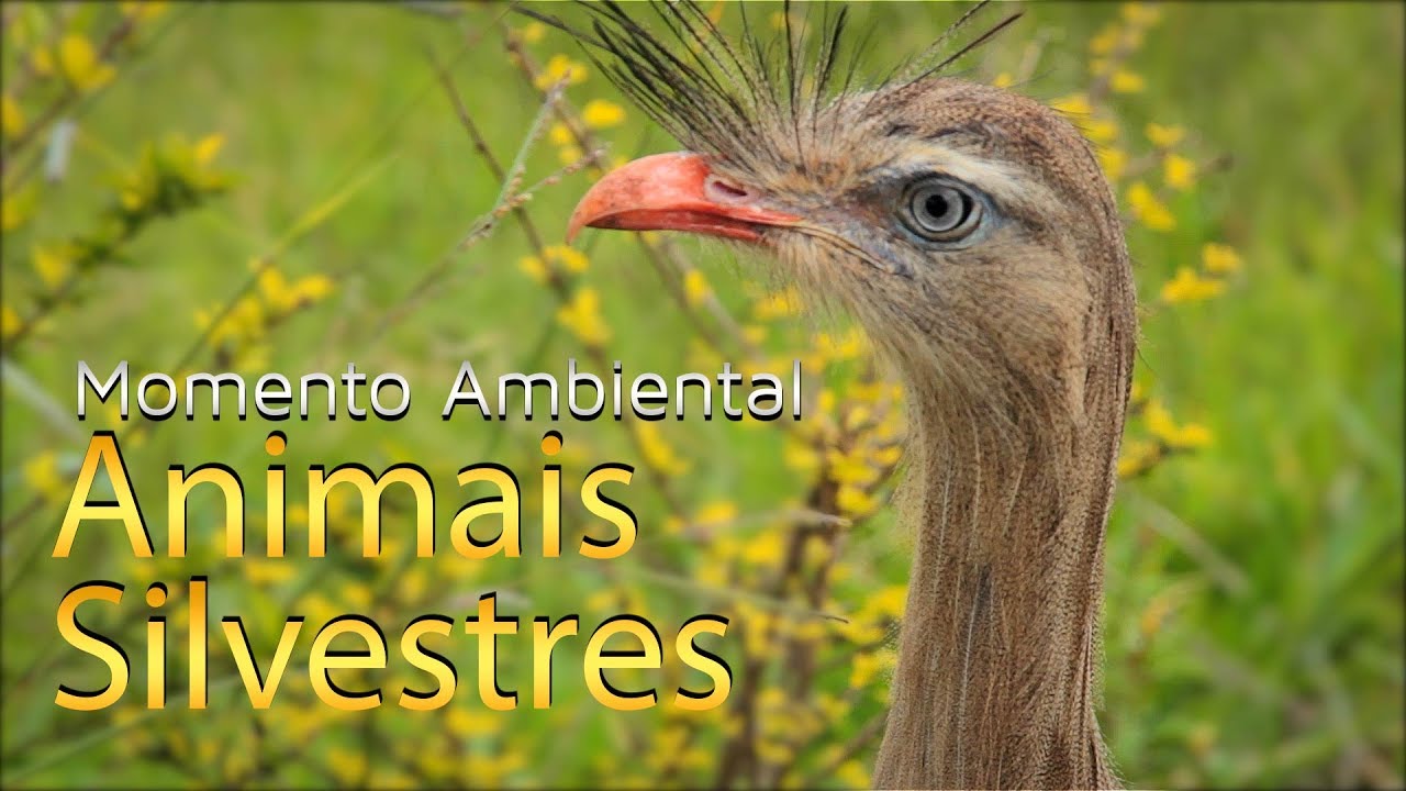 Animais Silvestres - Momento Ambiental