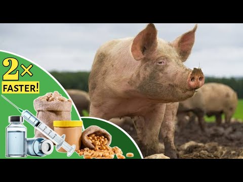 , title : 'Three (3) ways to make PIG grow 2× faster || Pig farming in Nigeria'