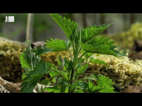 Prima ZOOM - Proč vlastně pálí kopřivy? Neoblíbená rostlina má bohaté využití nejen pro člověka