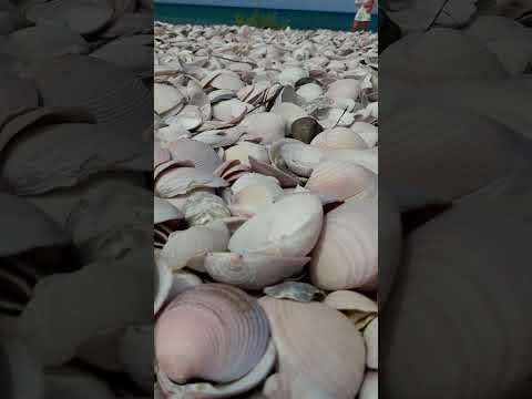 Playa las conchillas, Sam Antonio Este.Rio Negro. La más bella 🌞🐚🐚💙🏖