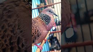 Download lagu SUARA PIK4T BURUNG TEKUKUR JUARA MERAYU LAWAN #shorts #shortsfeed #shortvideo #short #shortsvideo mp3