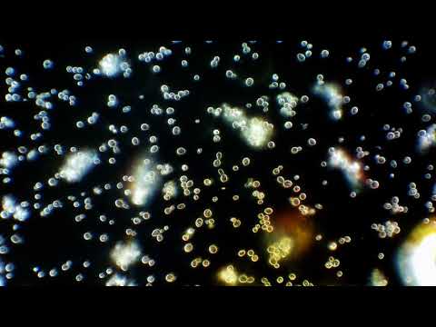 Voiski - Careless as a Palm (Opål Revelation Remix)