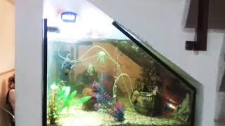 2 Oscares, 2 Pirañas, 4 pejelagartos, 1 pez Dragon 1 azul eléctrico