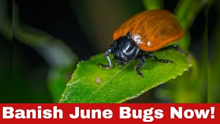 How to Get Rid of June Bugs: 5 Insane Tricks That Actually Work!