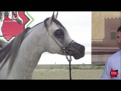 N.545 MOGEB ATHBAH - UAE Nationals 2019