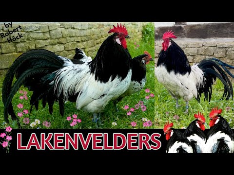 Stunningly beautiful Lakenvelder roosters crowing - Lakenvelder chickens with blue and white pattern
