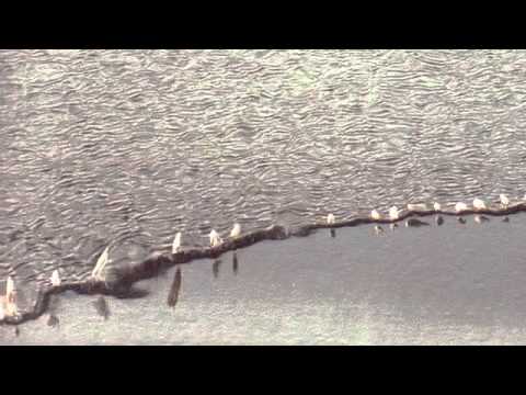 04 Fennesz - Tree [Touch]