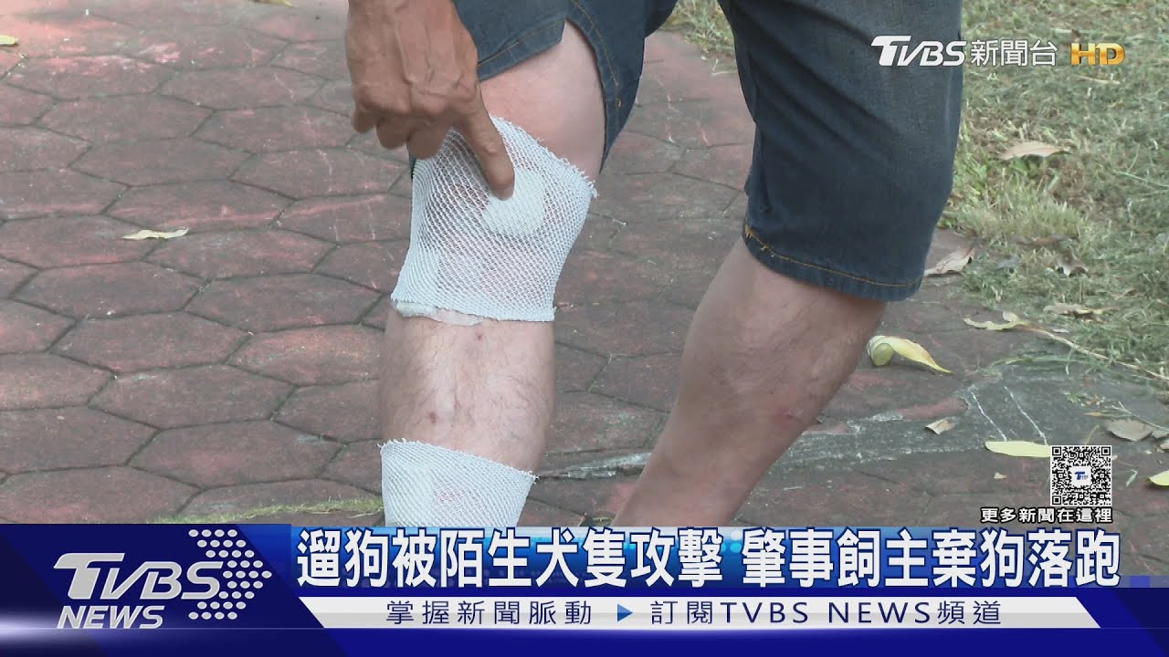 遛狗被陌生犬隻攻擊 肇事飼主棄狗落跑